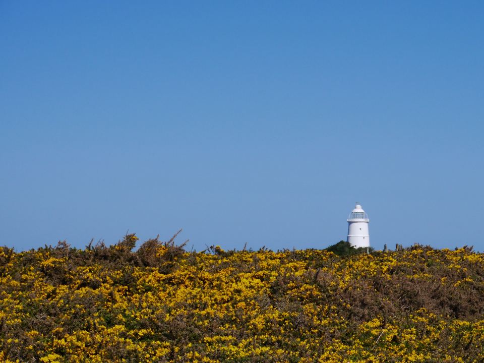 Lighthouse above the gorse