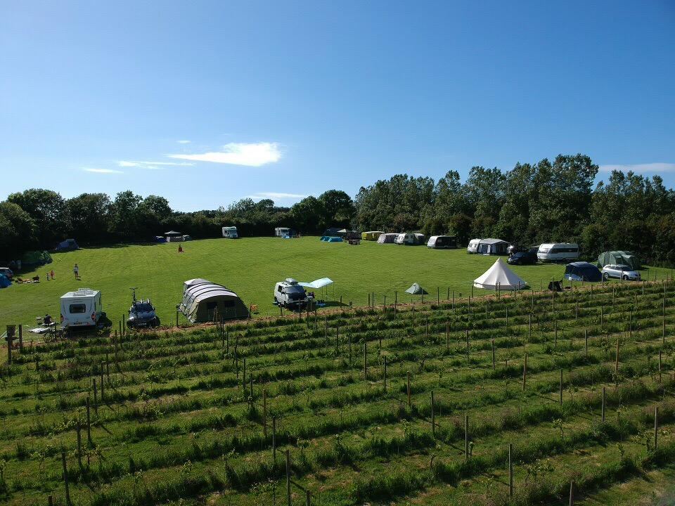 Tents and vans beyond the vines