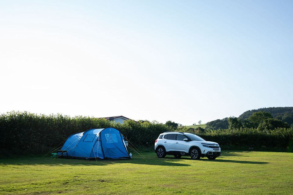 Tent pitch beside the hedge