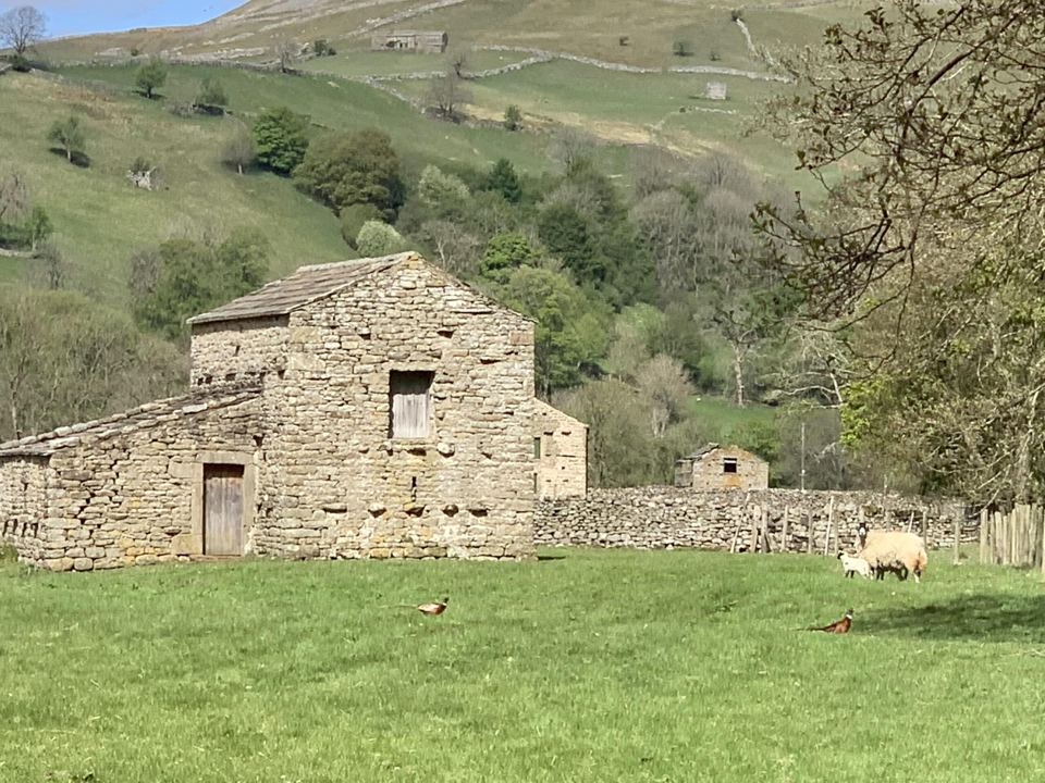 Field barn with sheep