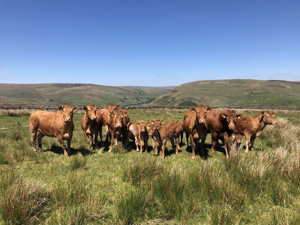 Farm cattle on the moor