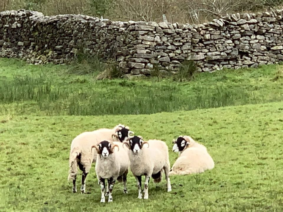 Swaledale sheep