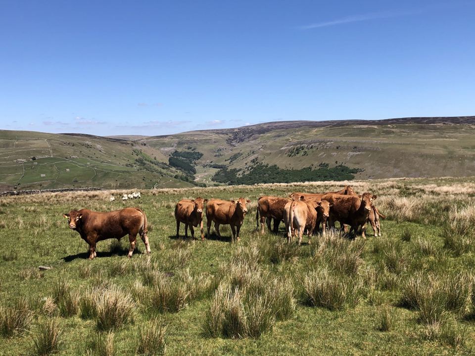 Cattle on rough grazing