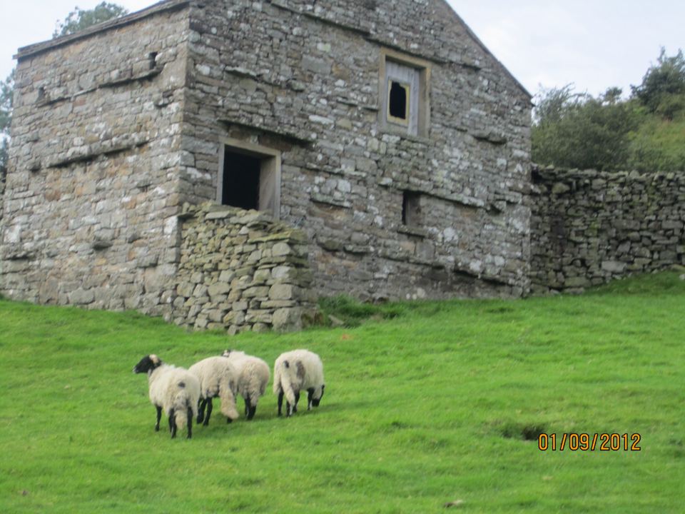 Sheep by a stone barn