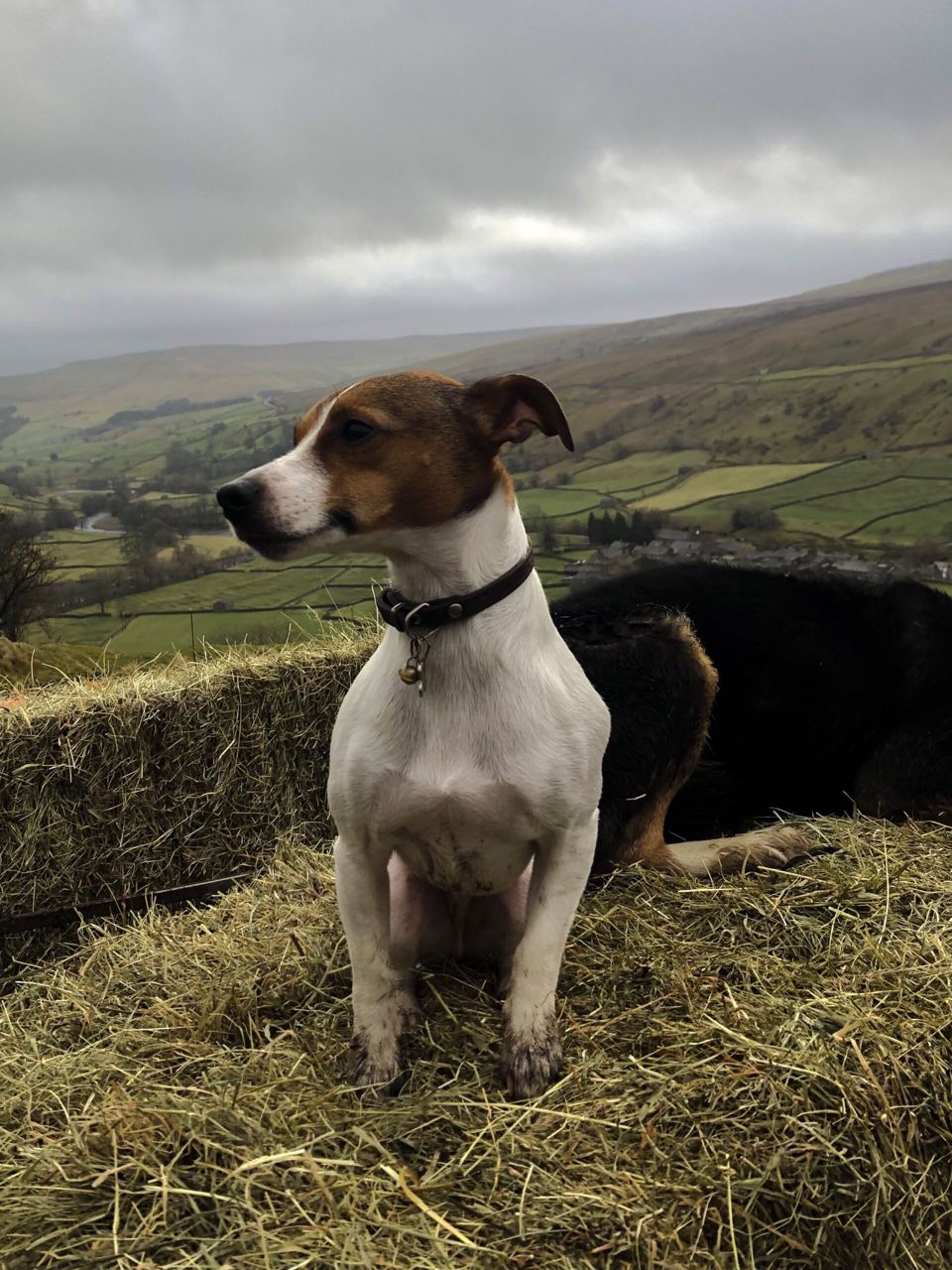 Dog on a hay bale