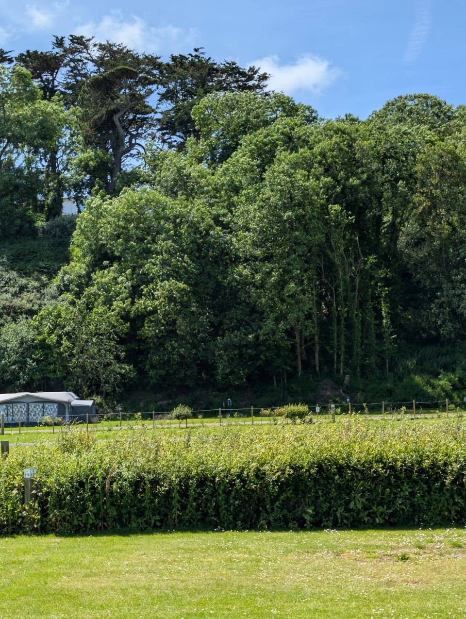 Trees and hedge beside the pitches