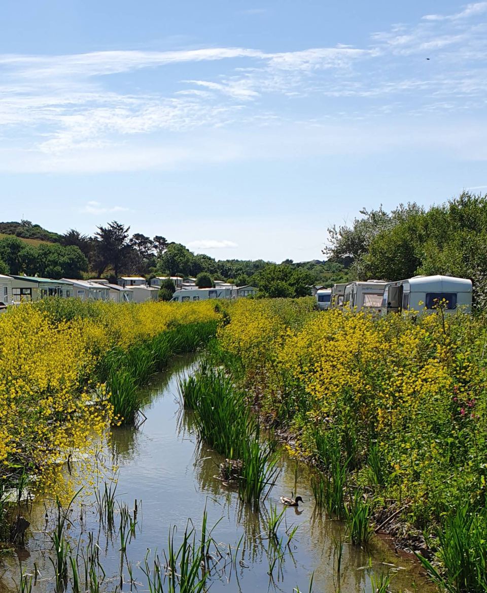 Stream and caravans beyond the flowers