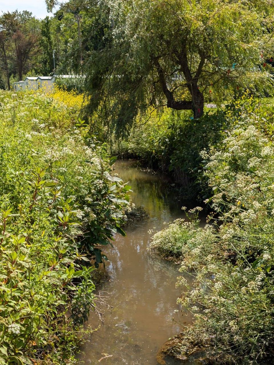 Stream through the hedge