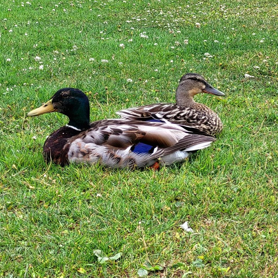 Ducks on the lawn