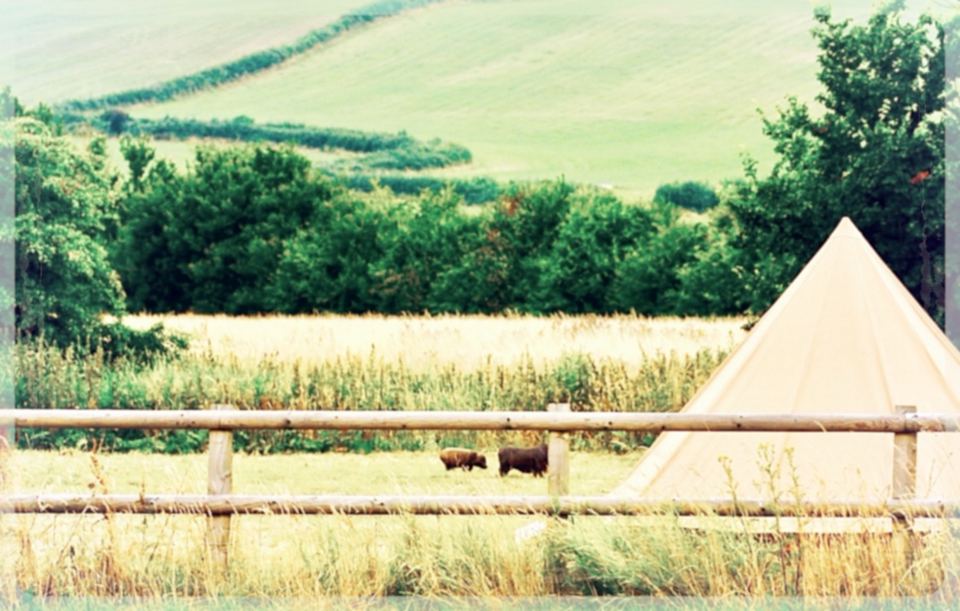 Bell tent in the field