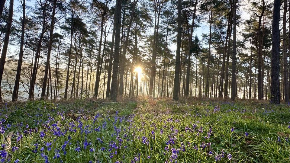 Bluebells in the woods