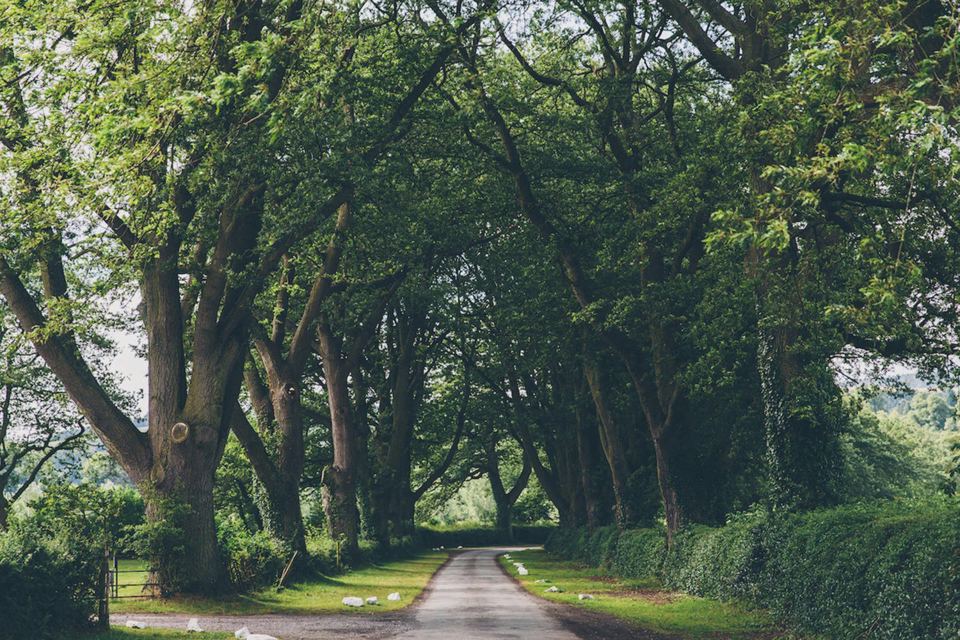 Tree-lined lane by the park