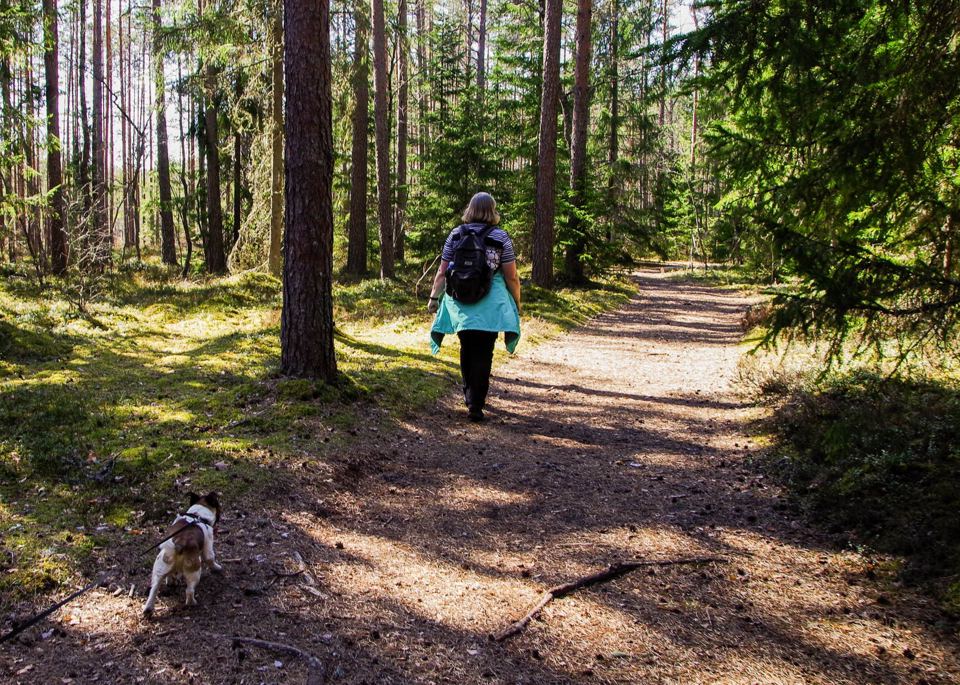 Woodland trail with dog