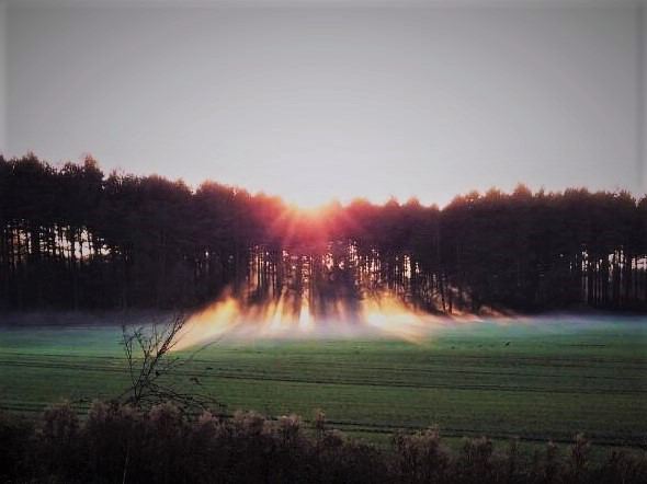 Sunset over the trees