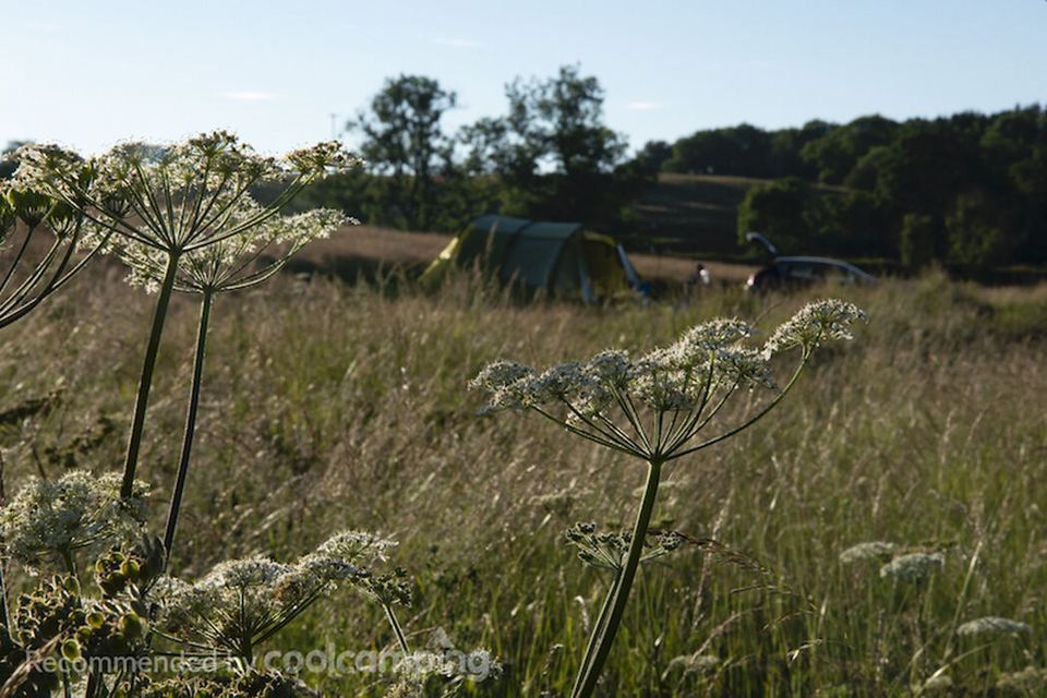 Tent among long grass