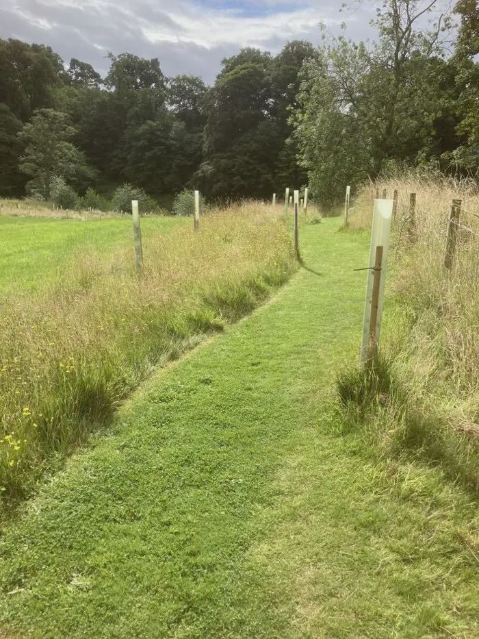 Mown path along the fence