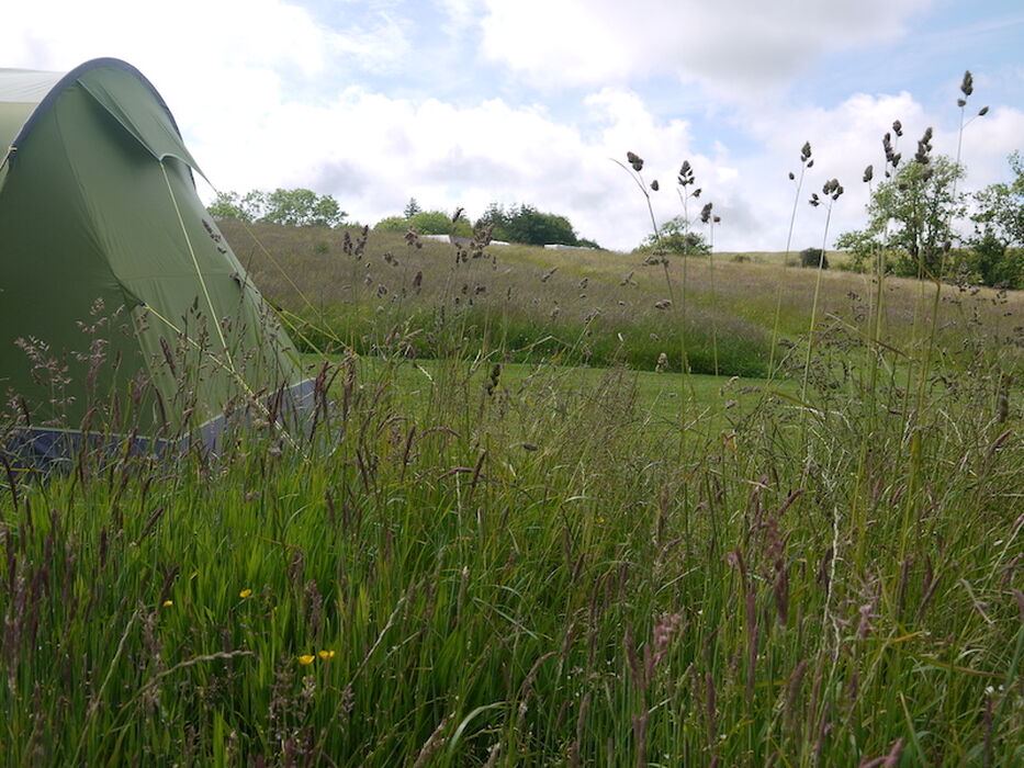 Tent in the long grass
