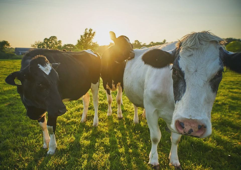 Cows in the evening light
