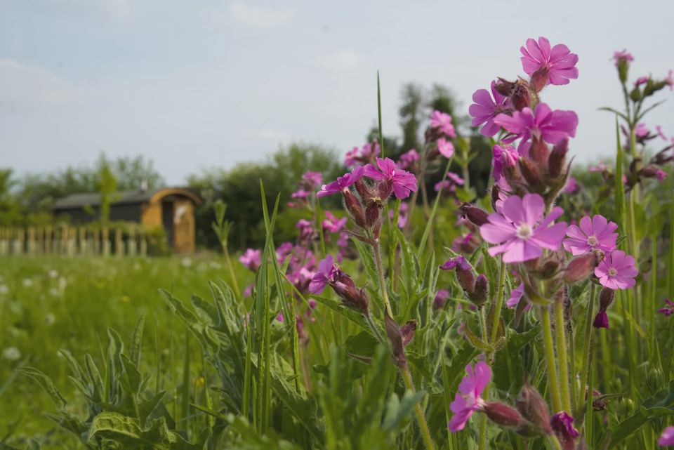 Wildflowers in the field