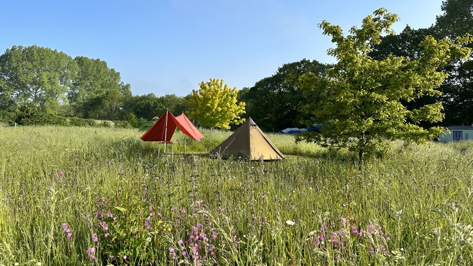 Tents in the wildflower meadow