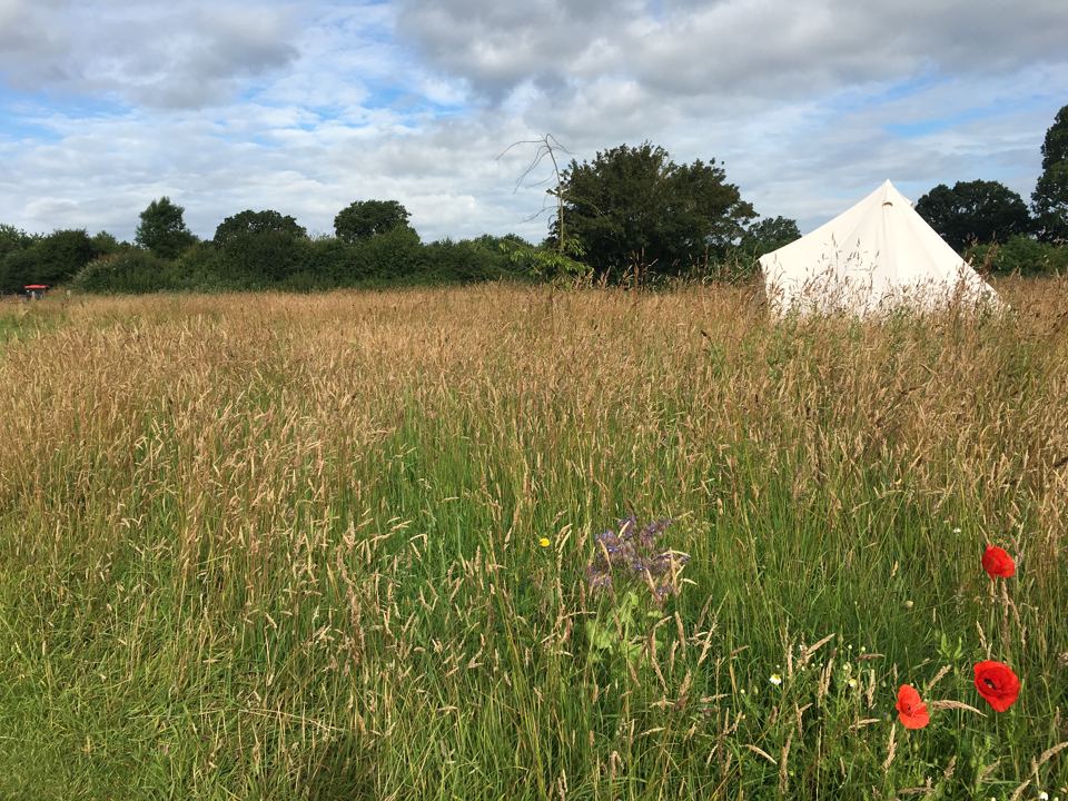 Pitch in long grass