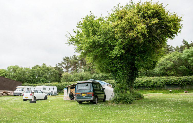 Touring pitches under a tree