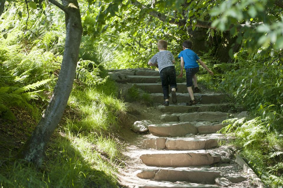 Stone steps through woodland