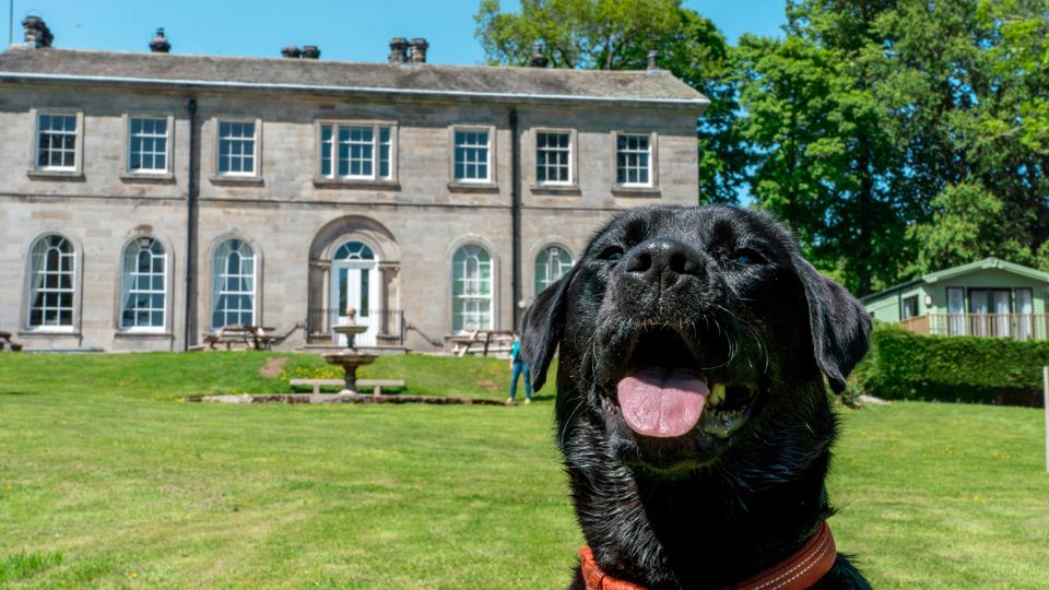 Country house and dog on the lawn