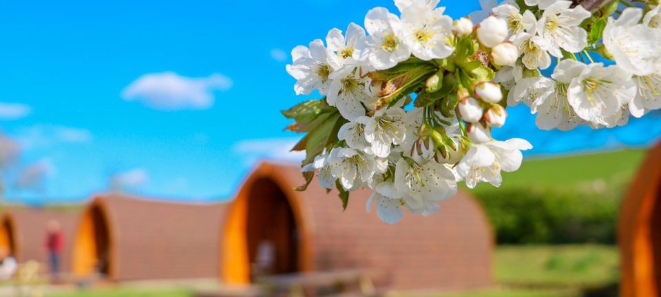 Pods framed by blossom