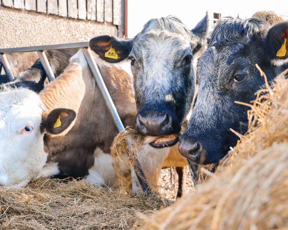 Cows in the barn
