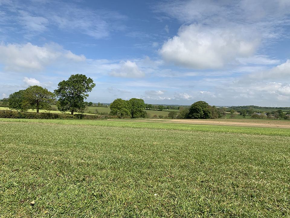 Grass field with trees