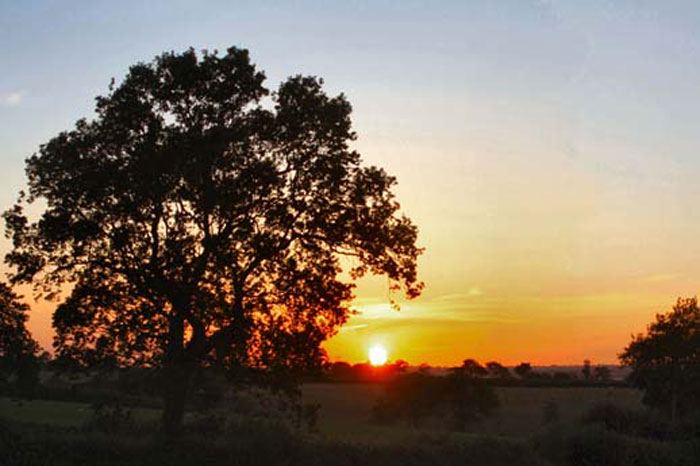 Oak tree silhouetted at sunset
