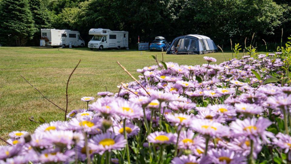 Grass pitches under the trees