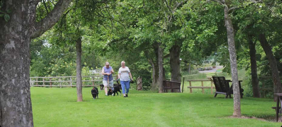 Dog walk under the trees
