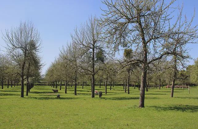 Orchard on the park