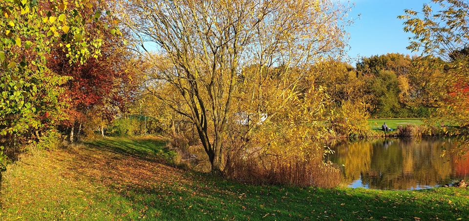 Lake edge in autumn