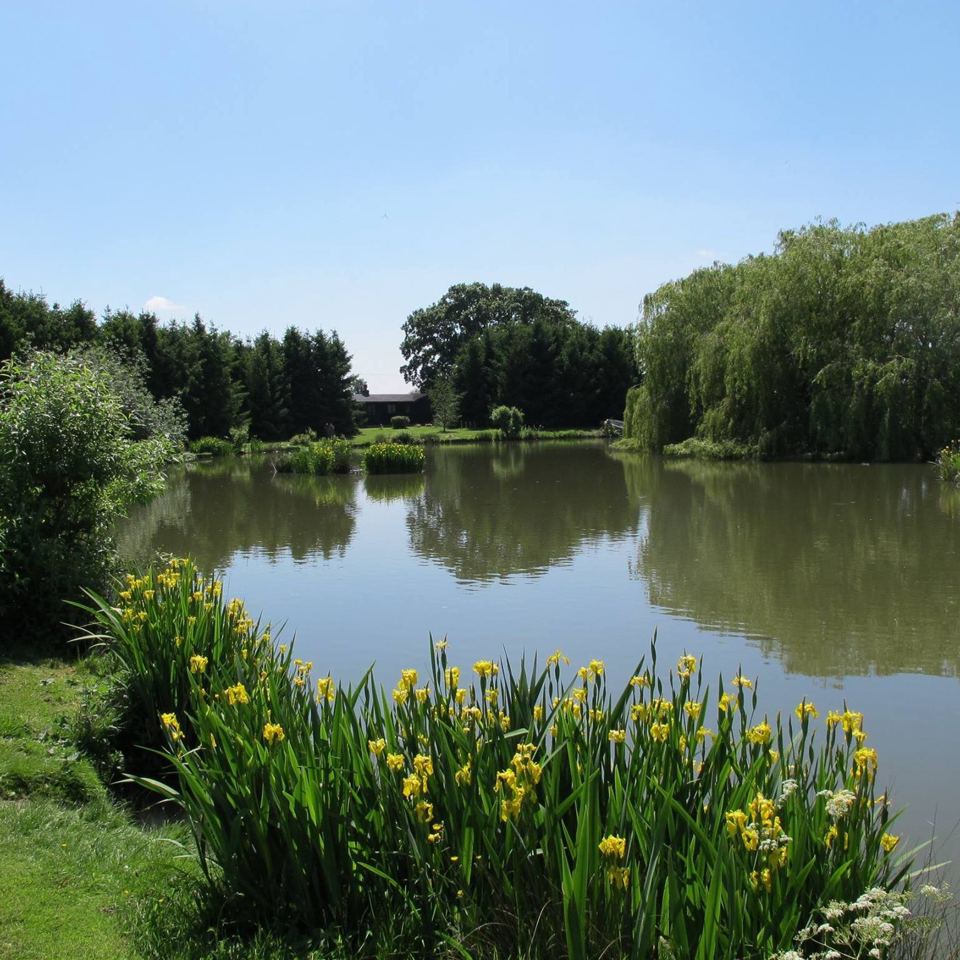 The lake with yellow flag irises
