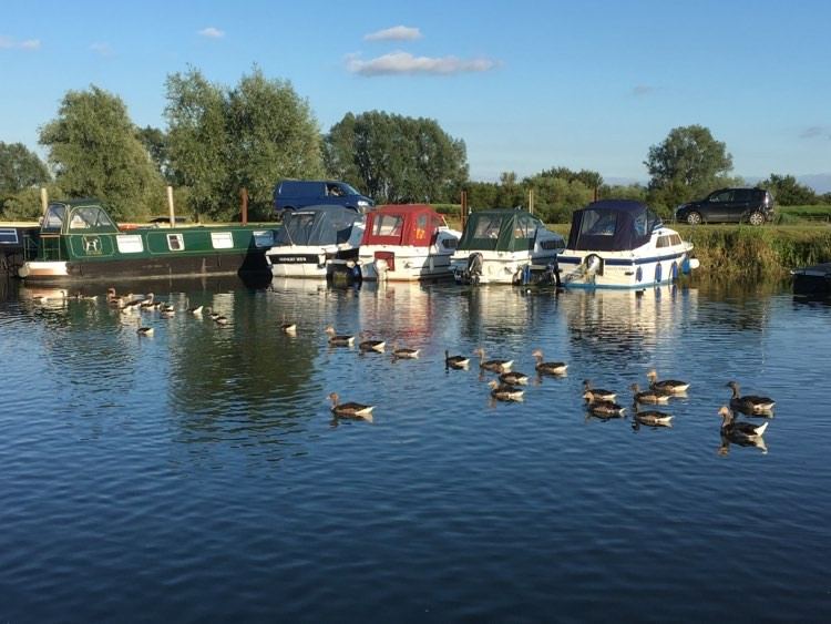 River moorings with geese