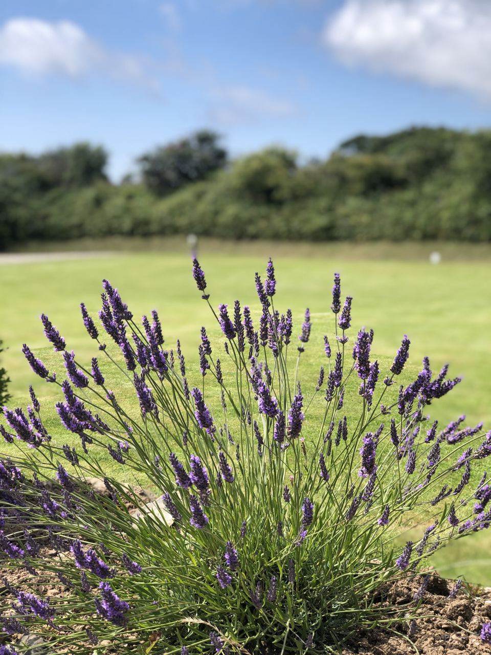 Lavender by the field edge