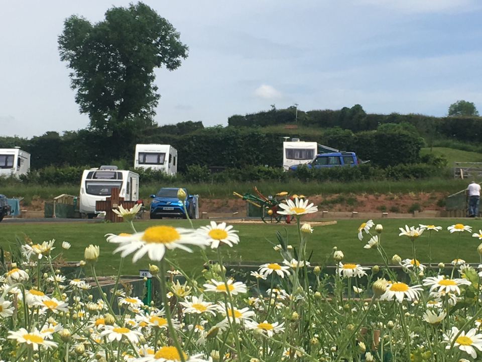 Caravans among daisies