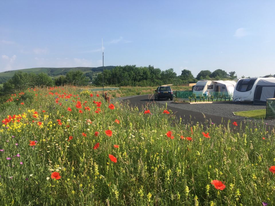 Wildflowers by the pitches