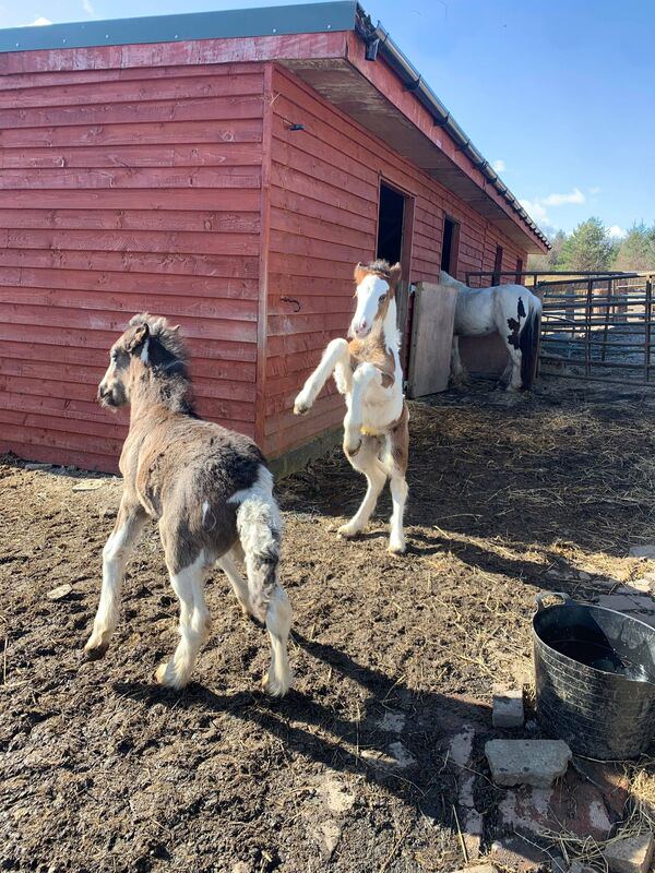 Foals at the farm