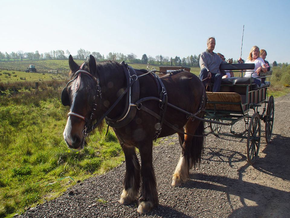Horse-drawn carriage ride