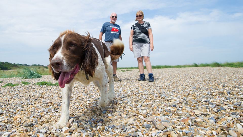 Dog on the shingle beach