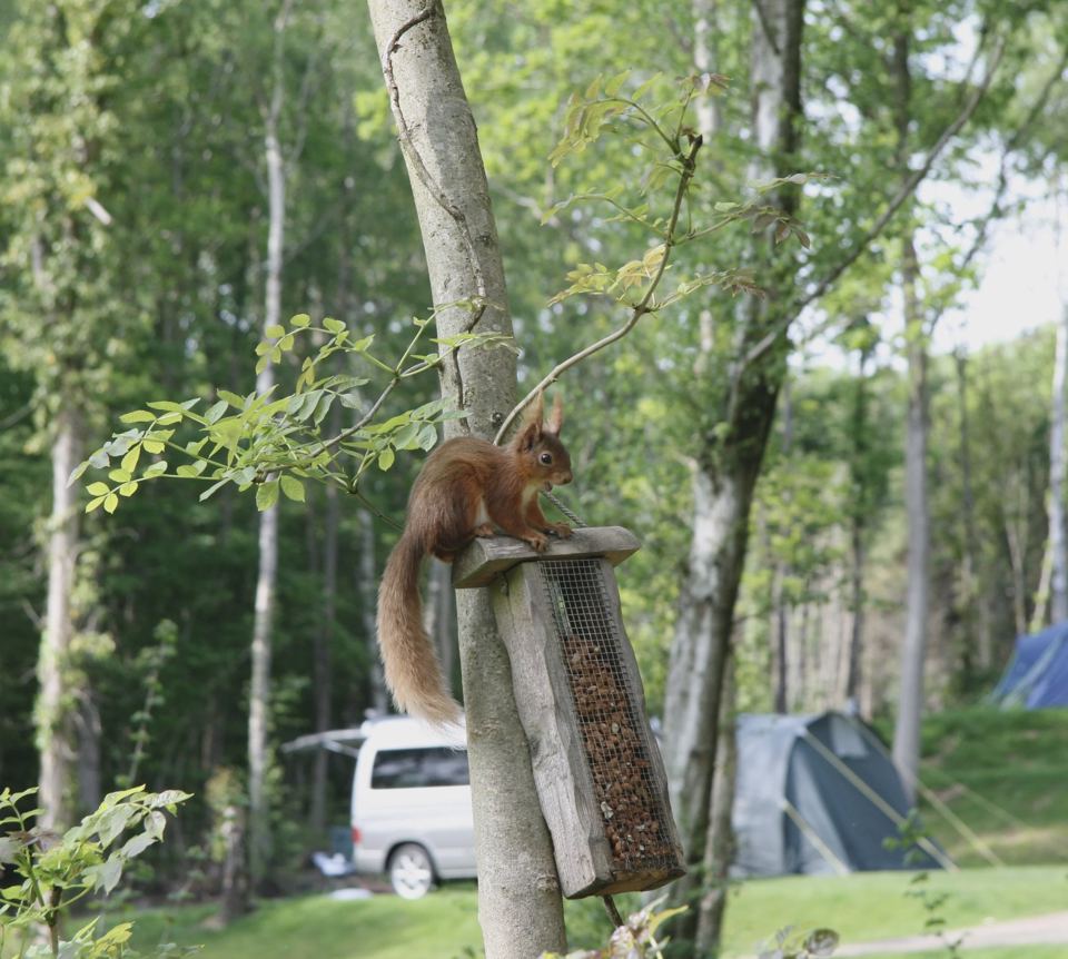 Red squirrel by woodland pitches