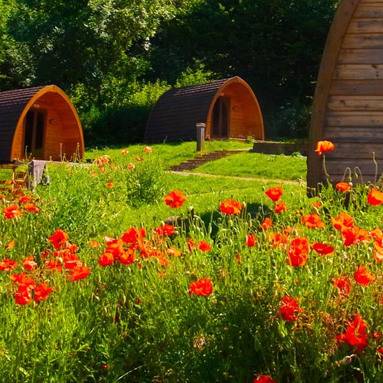 Pods among the poppies