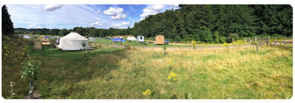 Meadow looking towards the yurt