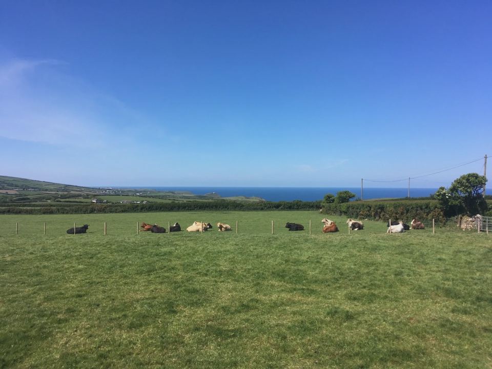 Sea view past grazing cattle