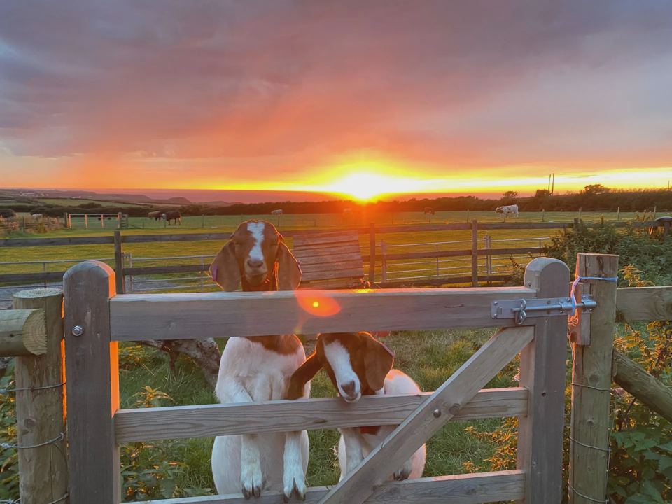 Goats at the gate at sunset