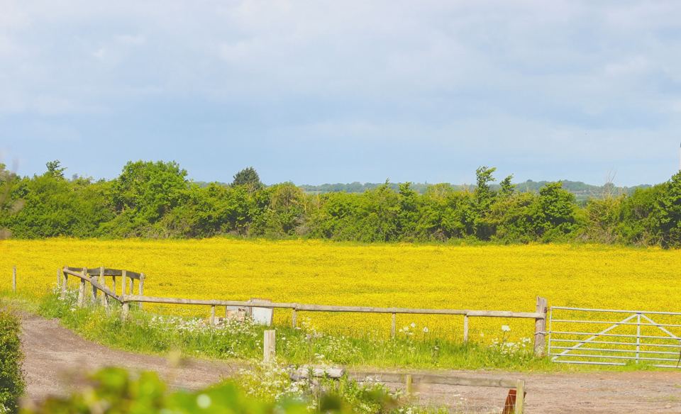 Rapeseed field by the lane